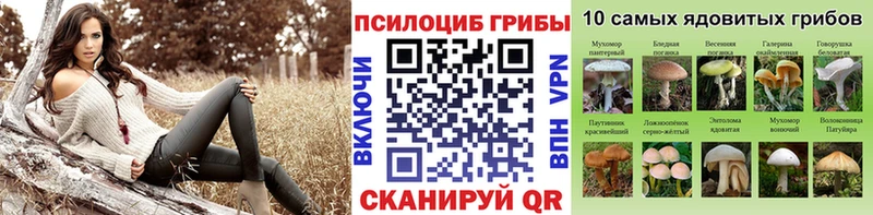 закладка  Нея  Галлюциногенные грибы Psilocybine cubensis 